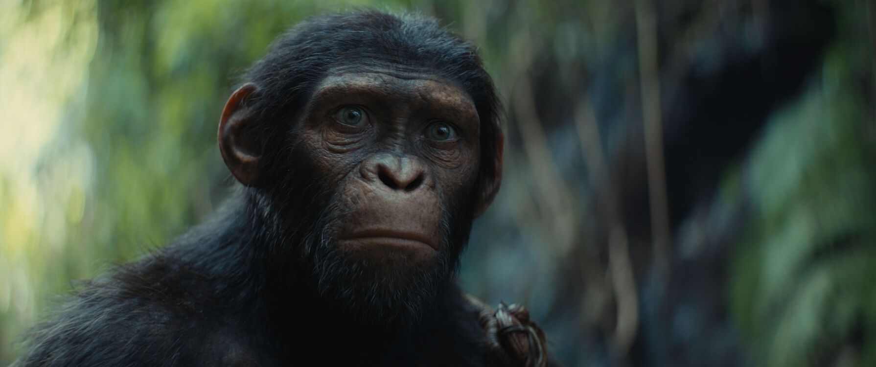 Kingdom Of The Planet Of The Apes St 3 Jpg Sd Low 2023 20Th Century Studios All Rights Reserved
